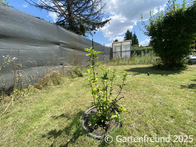 Garten Impression 4