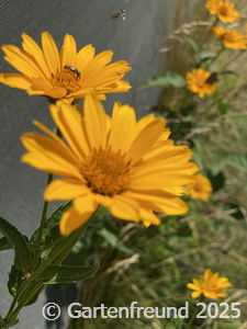Garten Impression 9