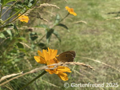 Garten Impression 14
