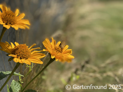 Garten Impression 15