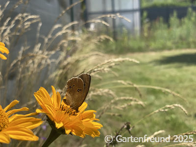 Garten Impression 16
